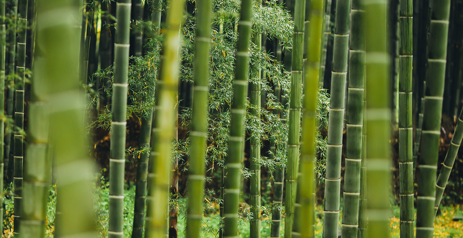 Photo of a bamboo forest, showing sustainability