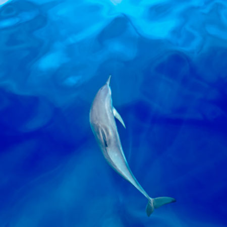 Photo of dolphin swimming in Fiji